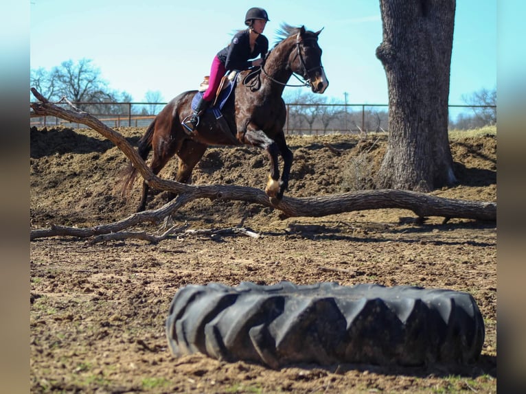 American Quarter Horse Castrone 7 Anni 163 cm Baio ciliegia in Stephenville TX