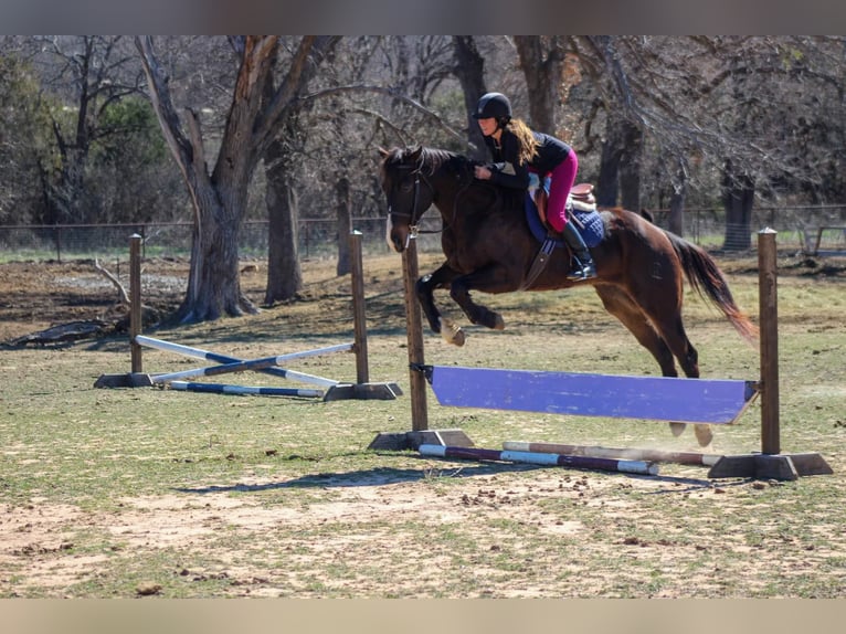 American Quarter Horse Castrone 7 Anni 163 cm Baio ciliegia in Stephenville TX