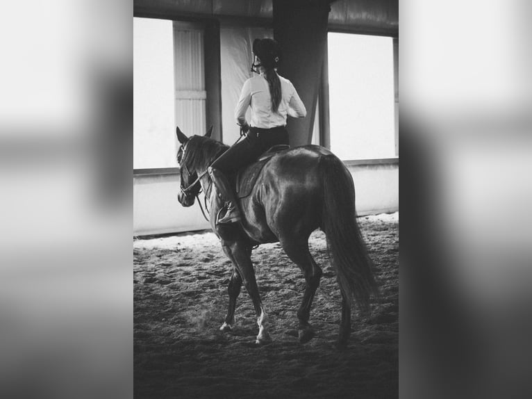 American Quarter Horse Castrone 7 Anni 163 cm Baio ciliegia in Stephenville TX
