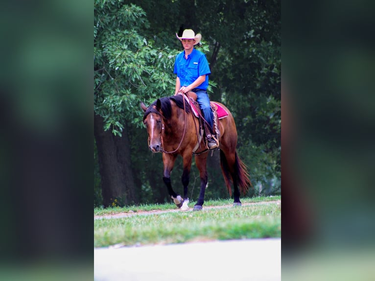 American Quarter Horse Castrone 7 Anni 163 cm Baio ciliegia in Stephenville TX