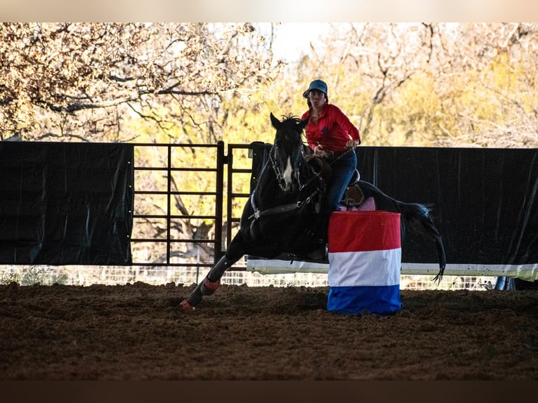 American Quarter Horse Castrone 7 Anni 163 cm Baio ciliegia in Stephenville TX