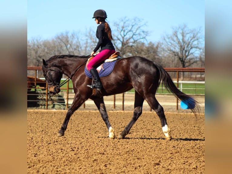 American Quarter Horse Castrone 7 Anni 163 cm Baio ciliegia in Stephenville TX