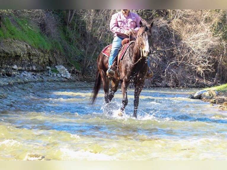 American Quarter Horse Castrone 7 Anni 163 cm Baio ciliegia in Stephenville TX