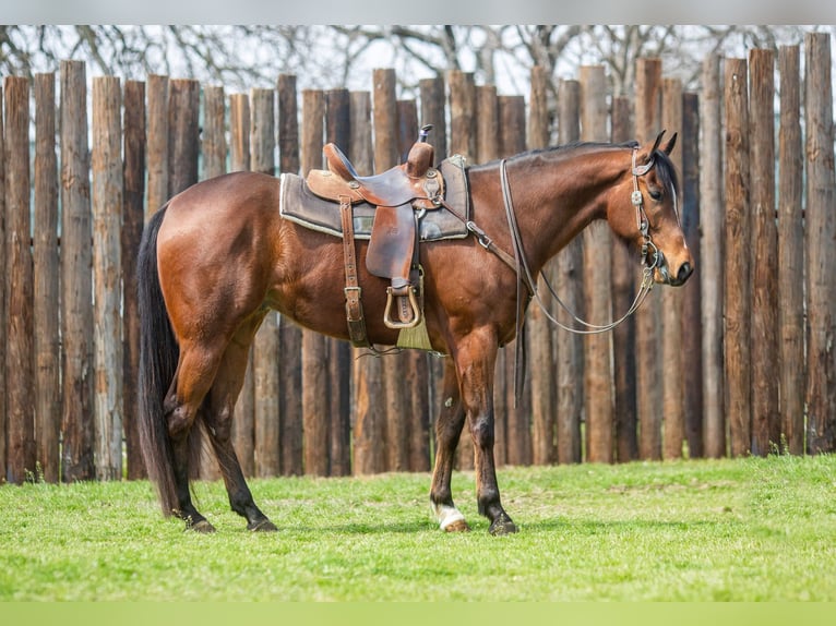 American Quarter Horse Castrone 7 Anni 163 cm Baio ciliegia in Weatherford TX
