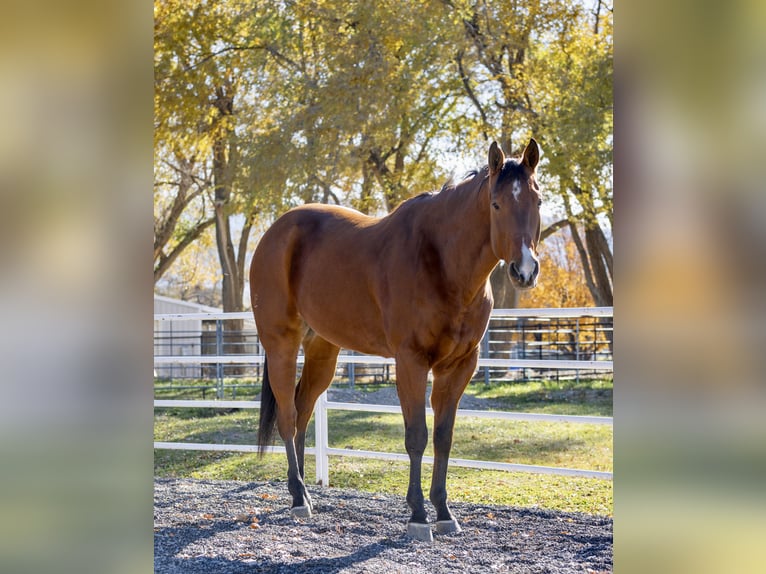 American Quarter Horse Castrone 7 Anni 163 cm Baio ciliegia in Riverton
