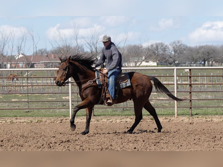 American Quarter Horse Castrone 7 Anni 163 cm Baio ciliegia in Weatherford, TX