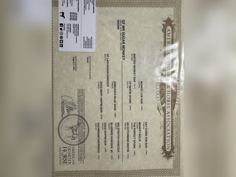 American Quarter Horse Castrone 7 Anni 163 cm Baio roano in Aztec, NM