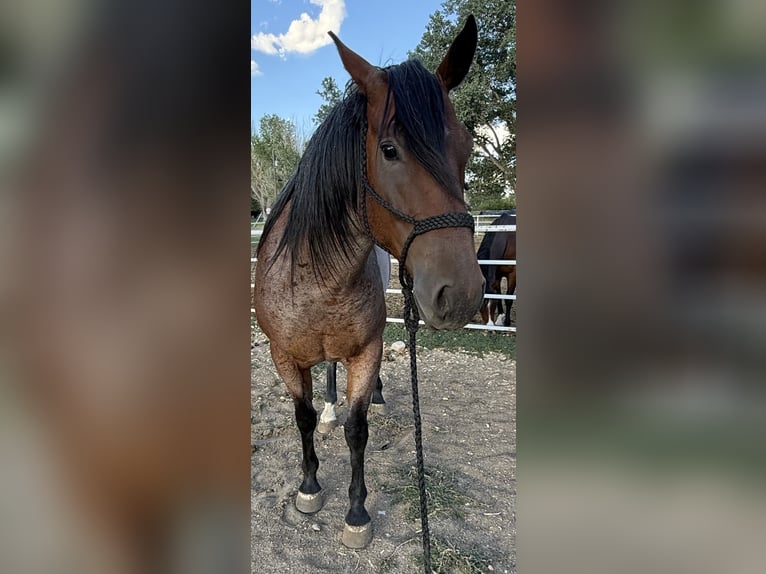 American Quarter Horse Castrone 7 Anni 163 cm Baio roano in Aztec, NM