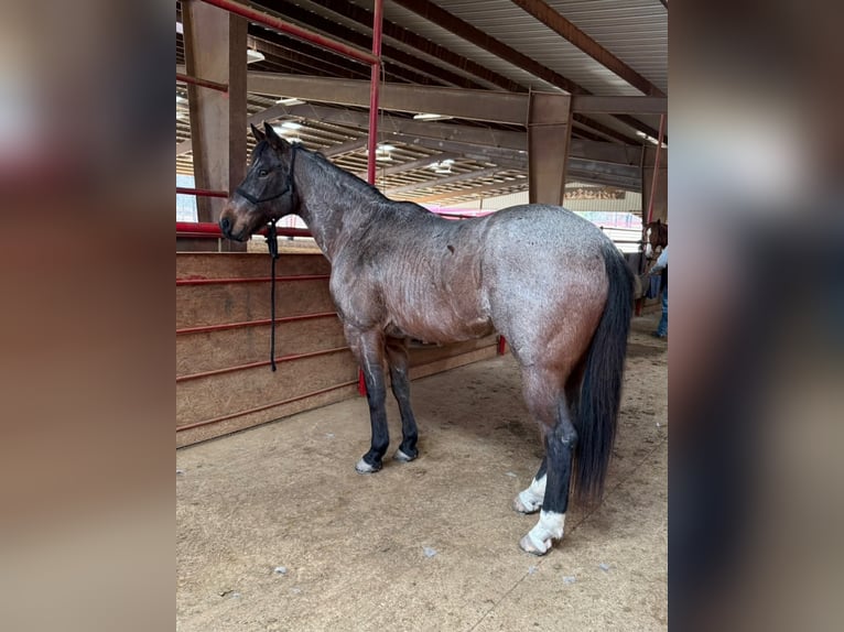 American Quarter Horse Castrone 7 Anni 163 cm Baio roano in Hatfield