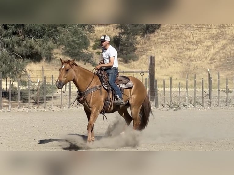 American Quarter Horse Castrone 7 Anni 163 cm Falbo in Paicines CA