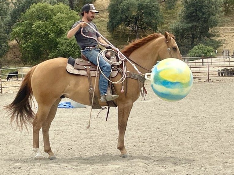 American Quarter Horse Castrone 7 Anni 163 cm Falbo in Paicines CA