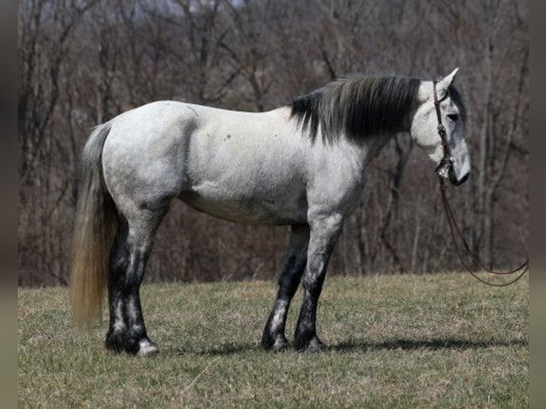 American Quarter Horse Castrone 7 Anni 163 cm Grigio in Saint Petersburg