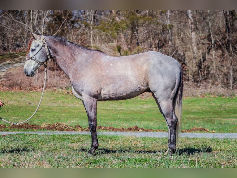 American Quarter Horse Castrone 7 Anni 163 cm Grigio in Flemingsburg KY