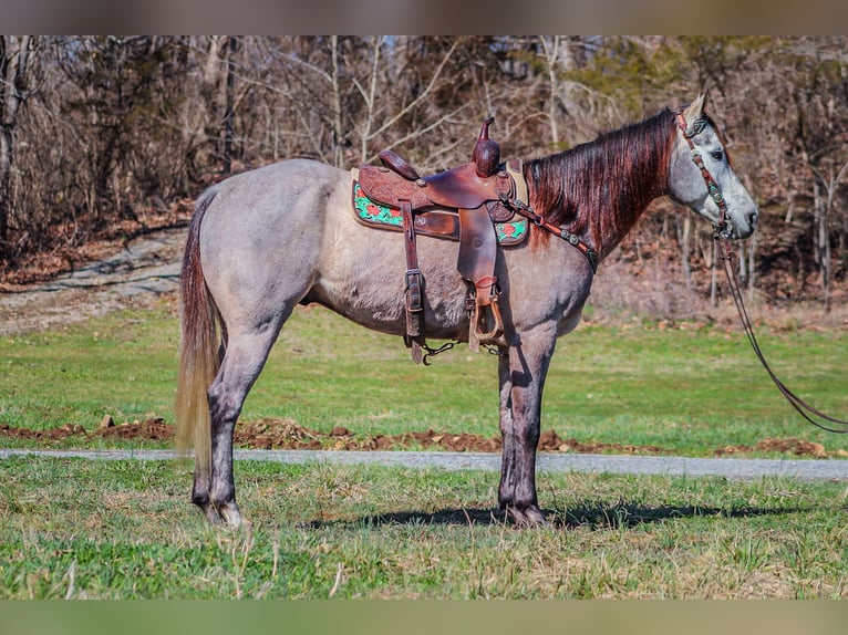 American Quarter Horse Castrone 7 Anni 163 cm Grigio in Flemingsburg KY