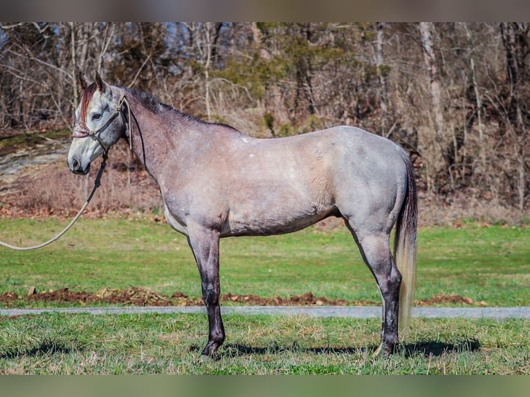 American Quarter Horse Castrone 7 Anni 163 cm Grigio in Flemingsburg KY