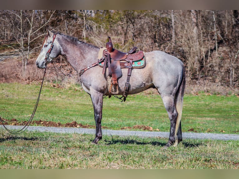 American Quarter Horse Castrone 7 Anni 163 cm Grigio in Flemingsburg KY