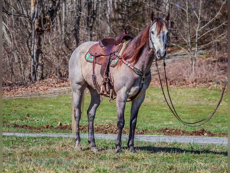 American Quarter Horse Castrone 7 Anni 163 cm Grigio in Flemingsburg KY