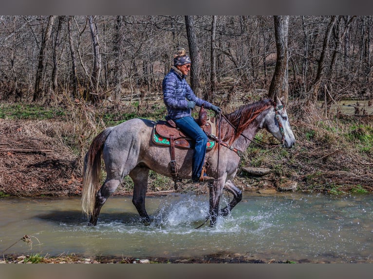 American Quarter Horse Castrone 7 Anni 163 cm Grigio in Flemingsburg KY