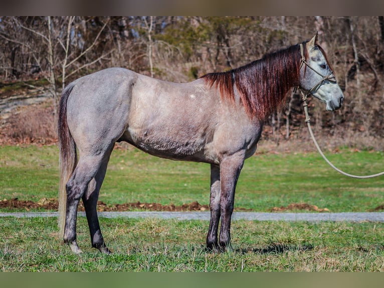 American Quarter Horse Castrone 7 Anni 163 cm Grigio in Flemingsburg KY