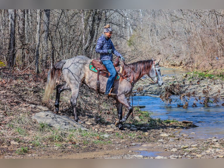 American Quarter Horse Castrone 7 Anni 163 cm Grigio in Flemingsburg KY