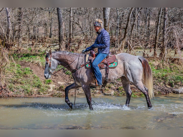 American Quarter Horse Castrone 7 Anni 163 cm Grigio in Flemingsburg KY