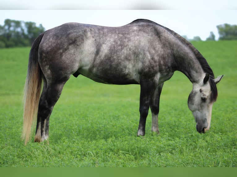 American Quarter Horse Castrone 7 Anni 163 cm Grigio in Princeton MO