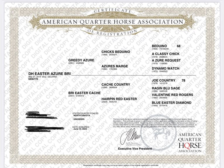 American Quarter Horse Castrone 7 Anni 163 cm Grigio in Princeton MO