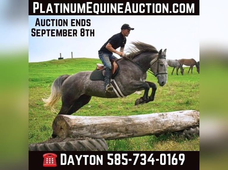 American Quarter Horse Castrone 7 Anni 163 cm Grigio in Warsaw KY