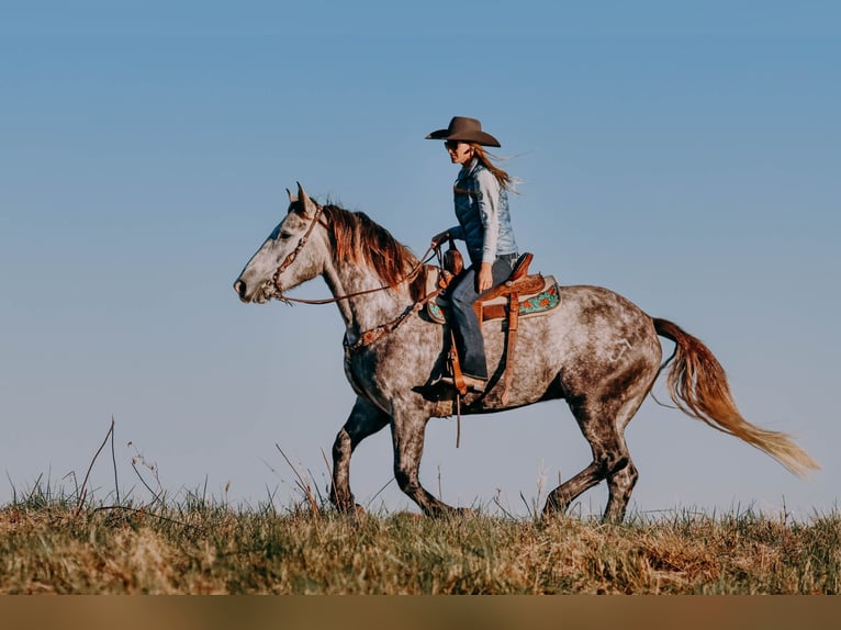 American Quarter Horse Castrone 7 Anni 163 cm Grigio pezzato in Hillsboro KY