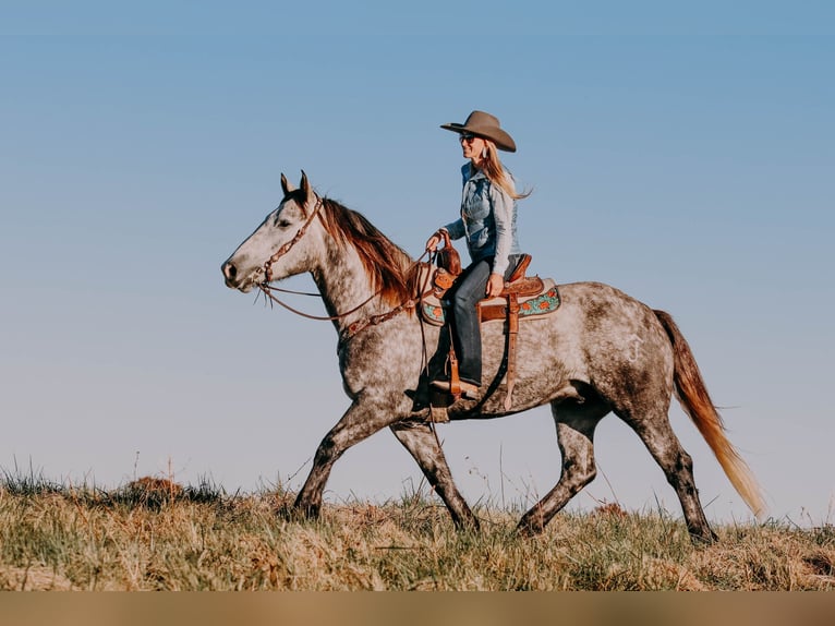 American Quarter Horse Castrone 7 Anni 163 cm Grigio pezzato in Hillsboro KY