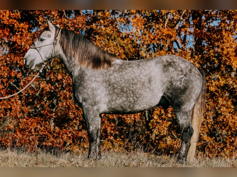 American Quarter Horse Castrone 7 Anni 163 cm Grigio pezzato in Hillsboro KY