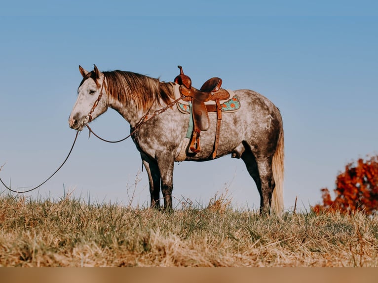 American Quarter Horse Castrone 7 Anni 163 cm Grigio pezzato in Hillsboro KY