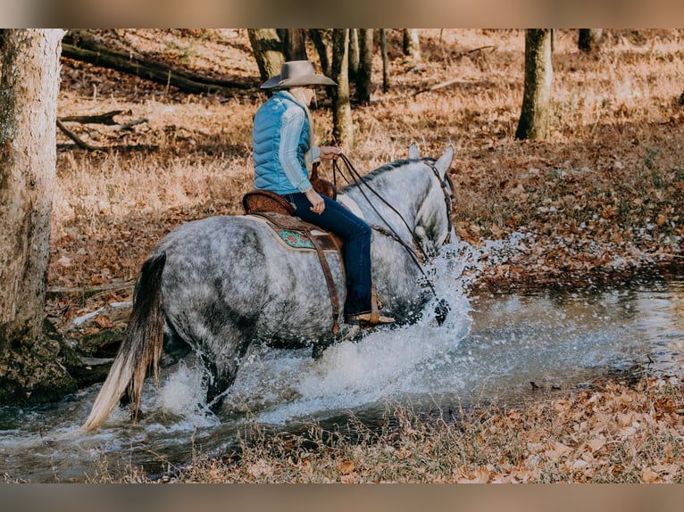 American Quarter Horse Castrone 7 Anni 163 cm Grigio pezzato in Hillsboro KY