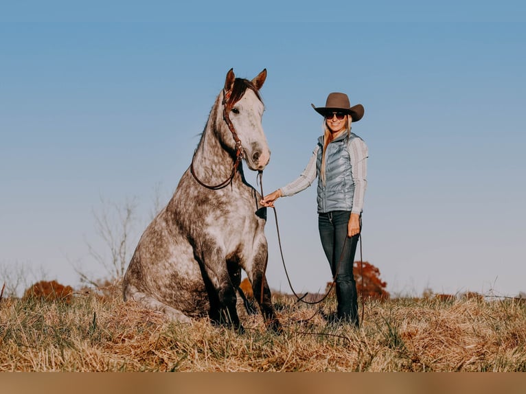 American Quarter Horse Castrone 7 Anni 163 cm Grigio pezzato in Hillsboro KY