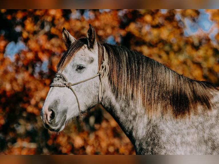 American Quarter Horse Castrone 7 Anni 163 cm Grigio pezzato in Hillsboro KY