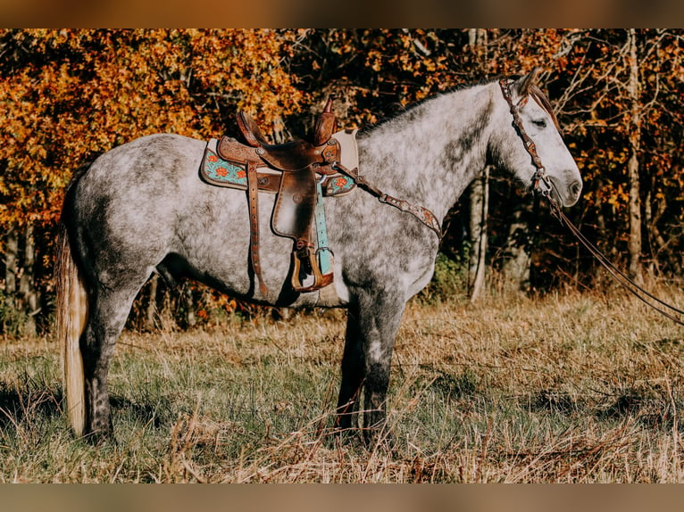 American Quarter Horse Castrone 7 Anni 163 cm Grigio pezzato in Hillsboro KY