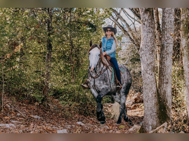 American Quarter Horse Castrone 7 Anni 163 cm Grigio pezzato in Hillsboro KY