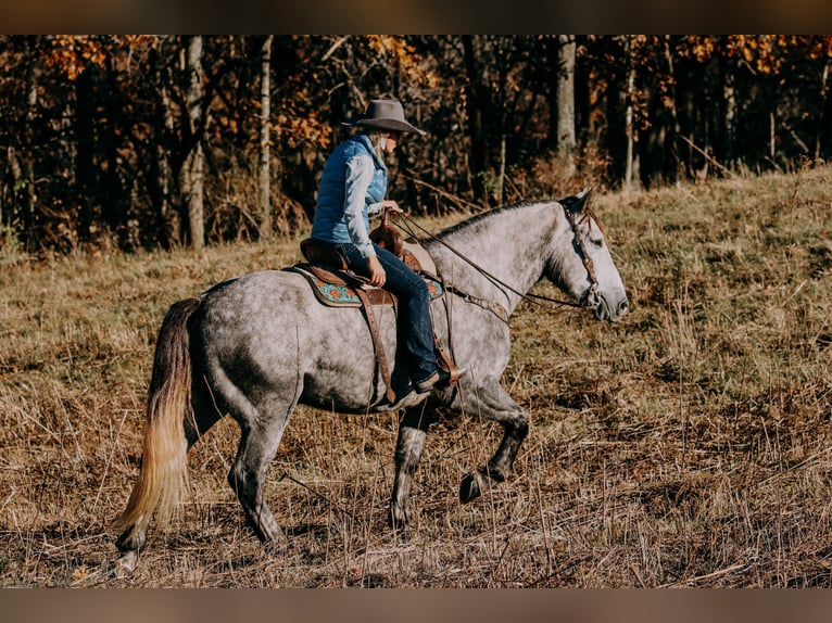 American Quarter Horse Castrone 7 Anni 163 cm Grigio pezzato in Hillsboro KY