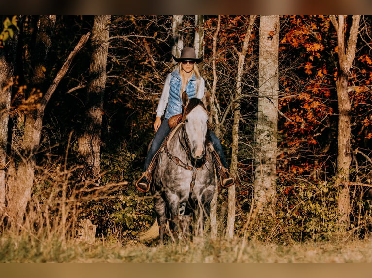 American Quarter Horse Castrone 7 Anni 163 cm Grigio pezzato in Hillsboro KY