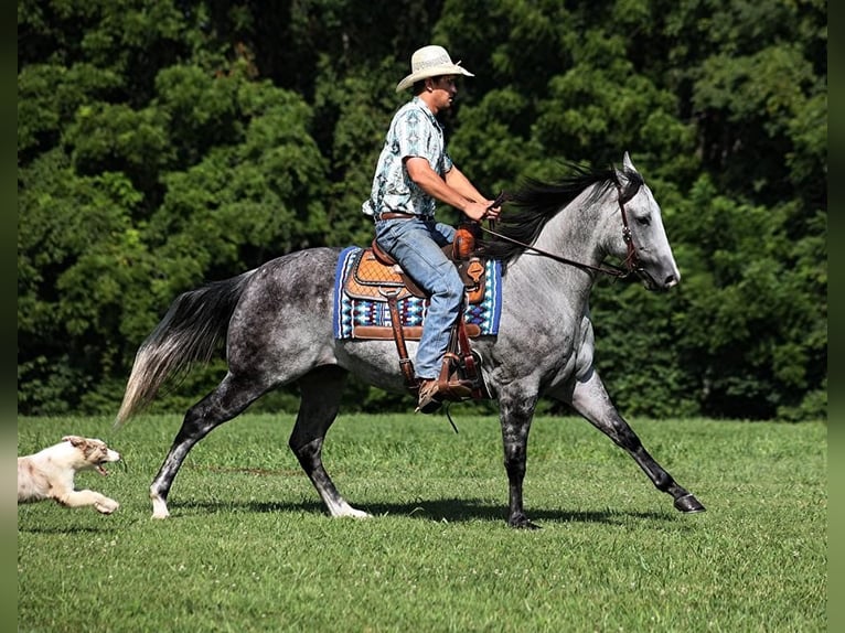 American Quarter Horse Castrone 7 Anni 163 cm Grigio pezzato in Mount Vernon, KY