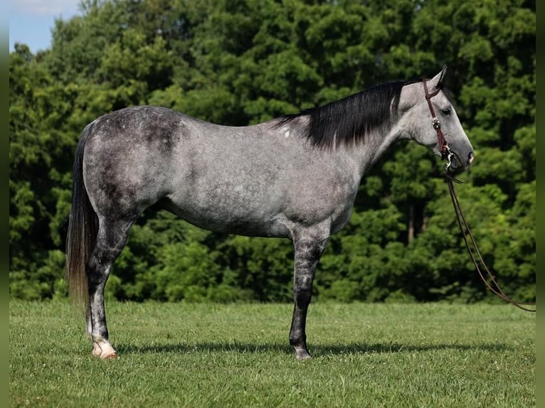 American Quarter Horse Castrone 7 Anni 163 cm Grigio pezzato in Mount Vernon, KY