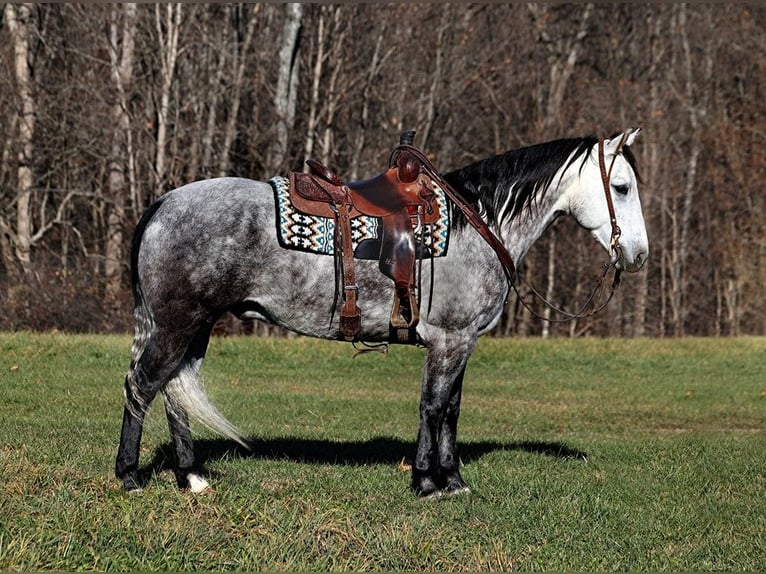 American Quarter Horse Castrone 7 Anni 163 cm Grigio pezzato in Somerset