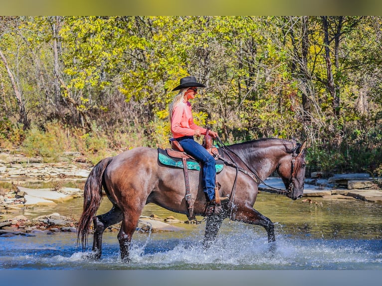 American Quarter Horse Castrone 7 Anni 163 cm Grullo in Flemingsburg Ky