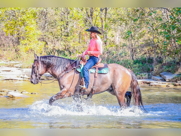 American Quarter Horse Castrone 7 Anni 163 cm Grullo in Flemingsburg Ky