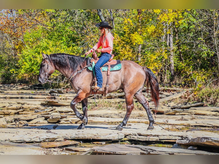 American Quarter Horse Castrone 7 Anni 163 cm Grullo in Flemingsburg Ky