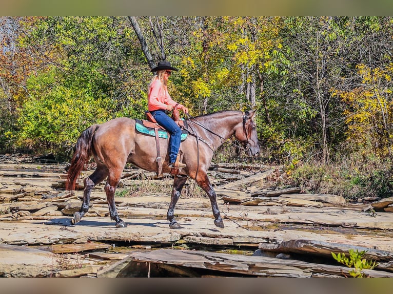 American Quarter Horse Castrone 7 Anni 163 cm Grullo in Flemingsburg Ky