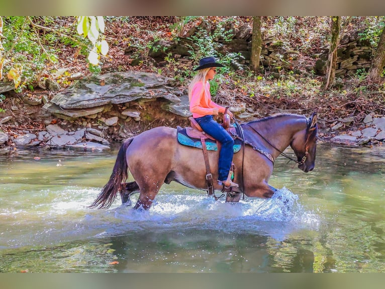 American Quarter Horse Castrone 7 Anni 163 cm Grullo in Flemingsburg Ky