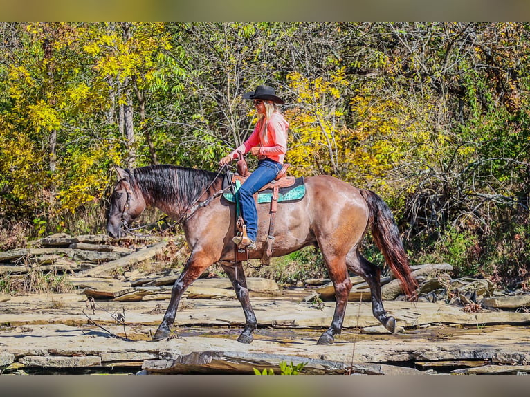 American Quarter Horse Castrone 7 Anni 163 cm Grullo in Flemingsburg Ky