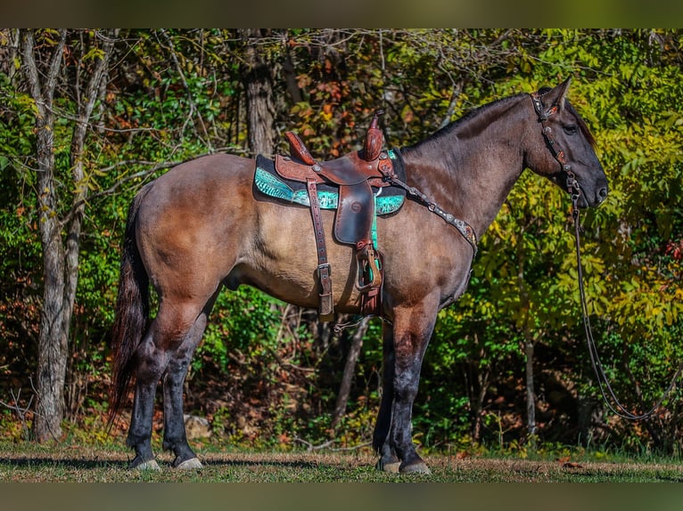 American Quarter Horse Castrone 7 Anni 163 cm Grullo in Flemingsburg Ky