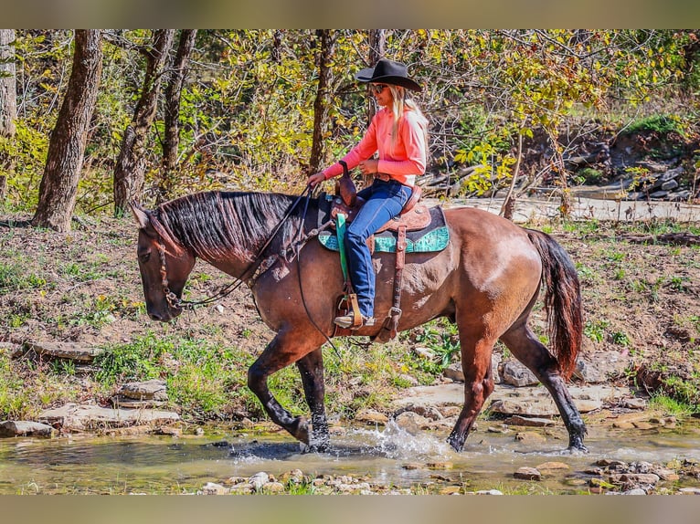 American Quarter Horse Castrone 7 Anni 163 cm Grullo in Flemingsburg Ky